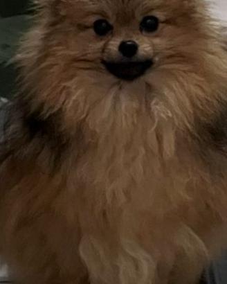 Pomerania con pedigree enci