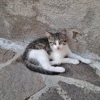 Gattini