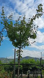 Acer campestre alberetto