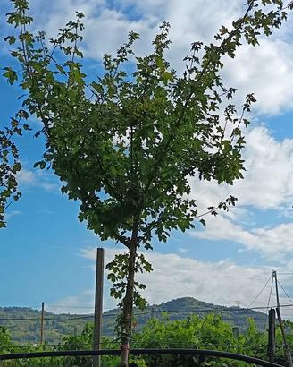 Acer campestre alberetto