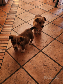 Cucciolo cane meticcio