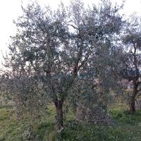 Piante olivi