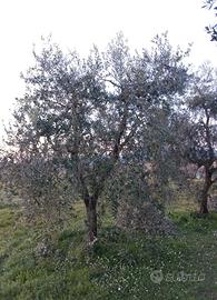 Piante olivi