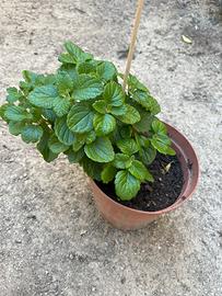 Piantina incenso in salute