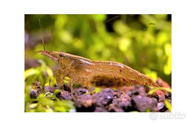Caridine Wild  Acquario Dolce 10 +2 omaggio