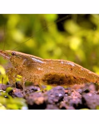 Caridine Wild  Acquario Dolce 10 +2 omaggio