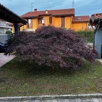 Acero rosso regaliamo