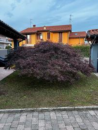 Acero rosso regaliamo