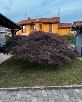 Acero rosso regaliamo