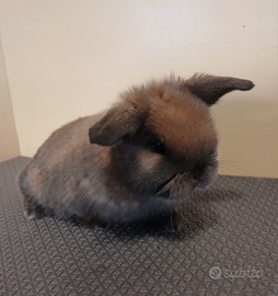 Conigli ariete nano color madagascar