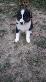Australian Shepherd cucciolo maschio  The Best