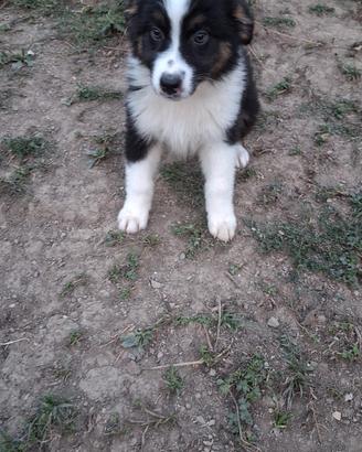 Australian Shepherd cucciolo maschio  The Best