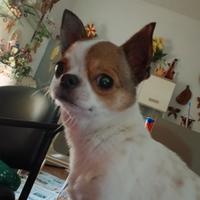 Chihuahua femmina 1anno