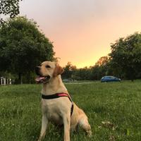 Labrador per accoppiamento