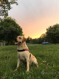 Labrador per accoppiamento