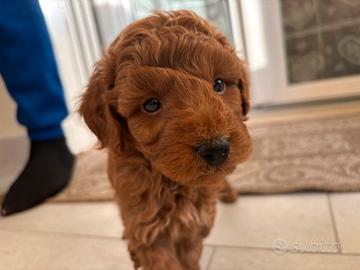 Barboncino Toy Red (ULTIMO PREZZO X NATALE)