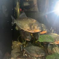 Ultimi Piranha Pygocentrus Nattereri(4 rimasti )