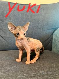 Gatti sphynx