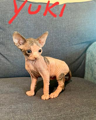 Gatti sphynx
