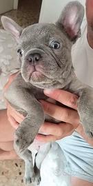 Bulldog Francese