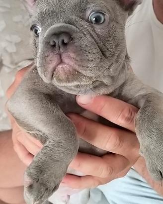 Bulldog Francese