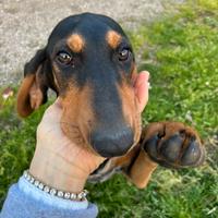 Segugio italiano nero focato