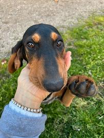 Segugio italiano nero focato