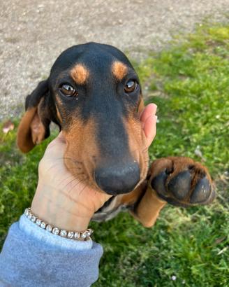 Segugio italiano nero focato