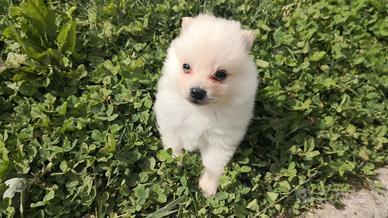 Spitz Toy cuccioline