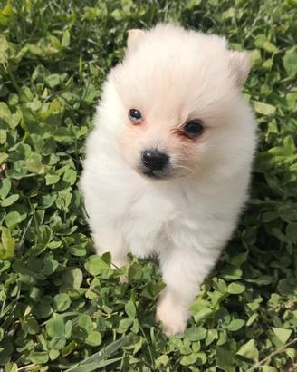 Spitz Toy cuccioline