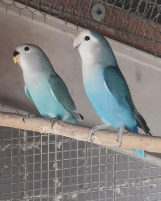 Pappagalli Inseparabili Pulli e Adulti di vari col