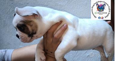 Bulldog francese maschio