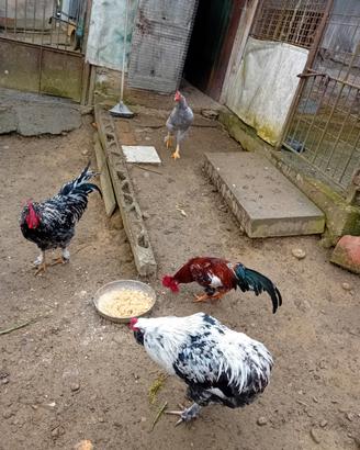 Galli da riproduzione