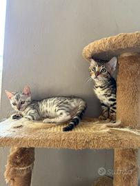 Bengala cuccioli pronti per la nuova casa