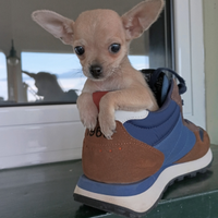 Chihuahua maschio total cream