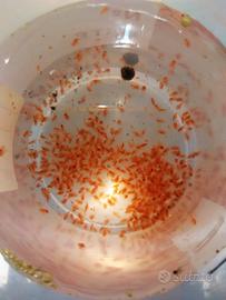 DAPHNIA PULEX pulce d'acqua dafnia