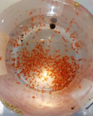 DAPHNIA PULEX pulce d'acqua dafnia