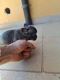 Cuccioli di bulldog francese blu esotico