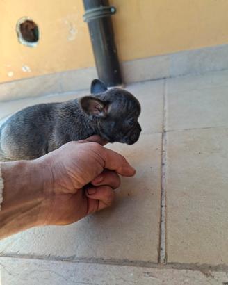 Cuccioli di bulldog francese blu esotico