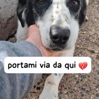 GIANNA E' RIMASTA SOLA in canile
