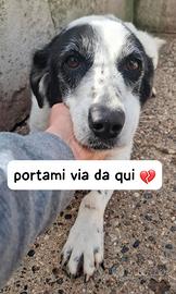 GIANNA E' RIMASTA SOLA in canile