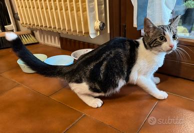 Gattina
