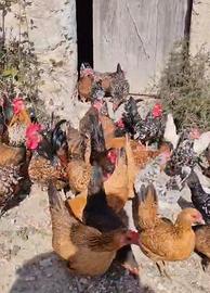 Pulcinotti di Galline Nane