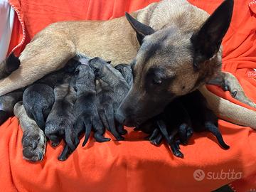 Pastore belga Malinois