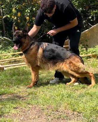 Pastore tedesco maschio per monte