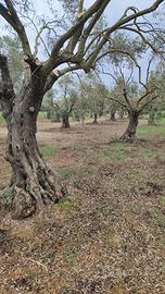 Splendido Oliveto di Piante Secolari di 150 anni