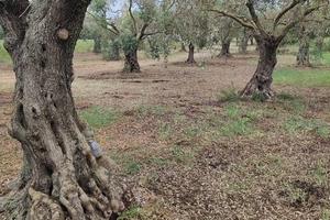 Splendido Oliveto di Piante Secolari di 150 anni