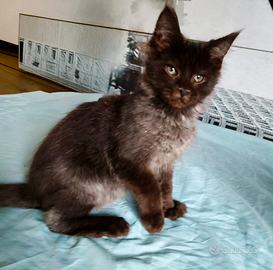 Maschietti Maine Coon tg XXL NATALE 2025