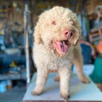 Lagotto romagnolo con pedigree per monte