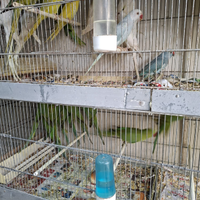 Pappagalli razza parlante superofferta